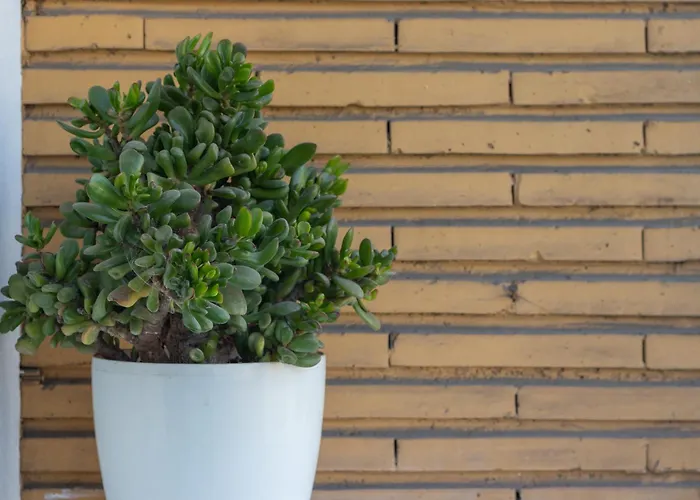 Lägenhet Horia By People